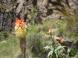 Kniphofia